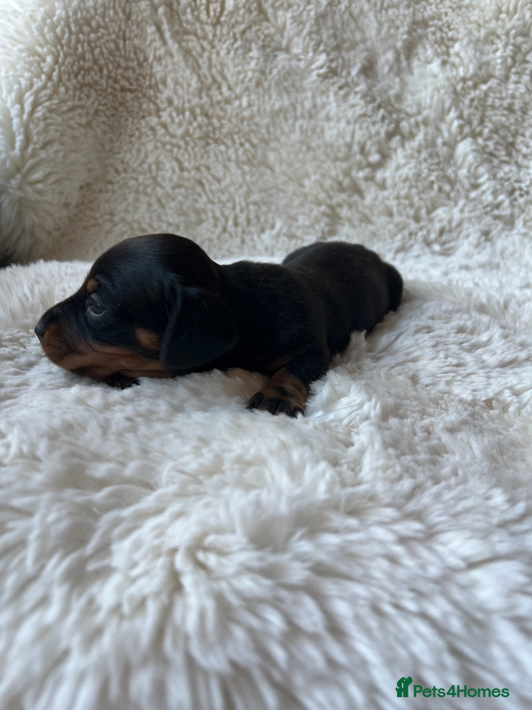 Miniature Dachshund dogs for sale: Blue eyed miniature dachshund puppies - Image 3