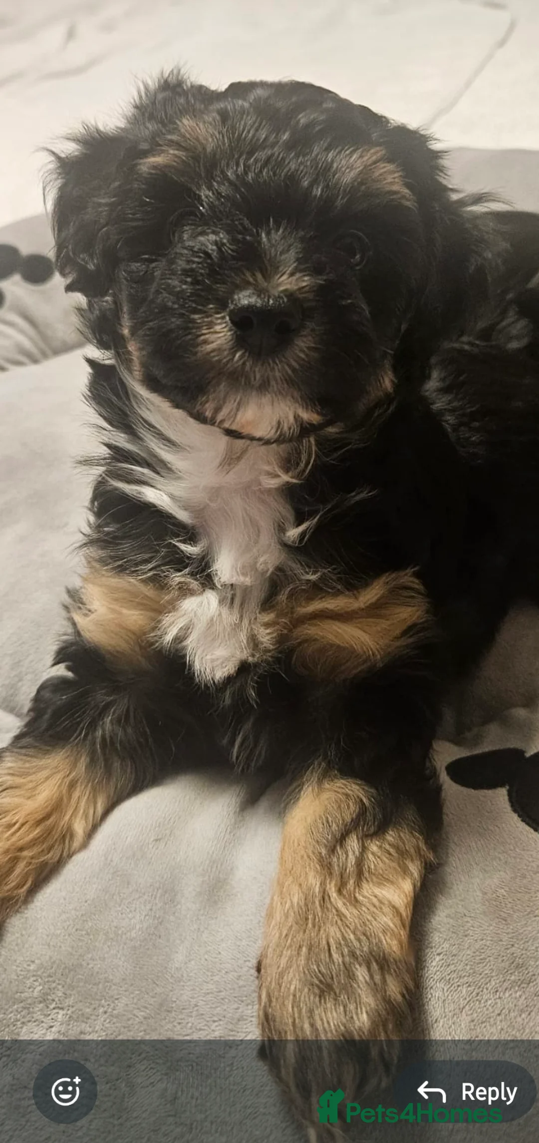 Mixed Breed dogs for sale: Yorkshire terrier X puppies  - Advert 9