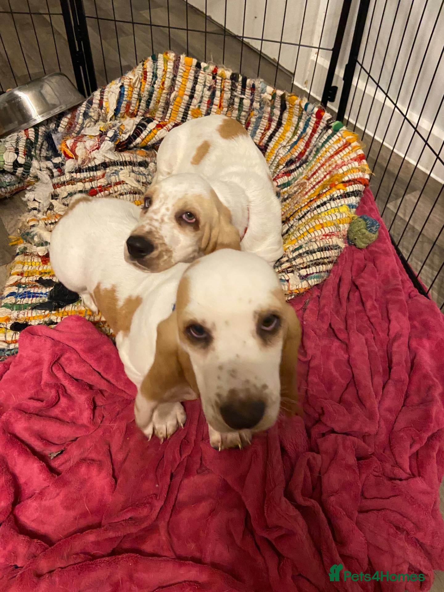 Basset Hound dogs Now Ready for New Forever Homes - Advert 2
