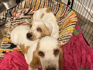 Basset Hound dogs Now Ready for New Forever Homes - Advert 2