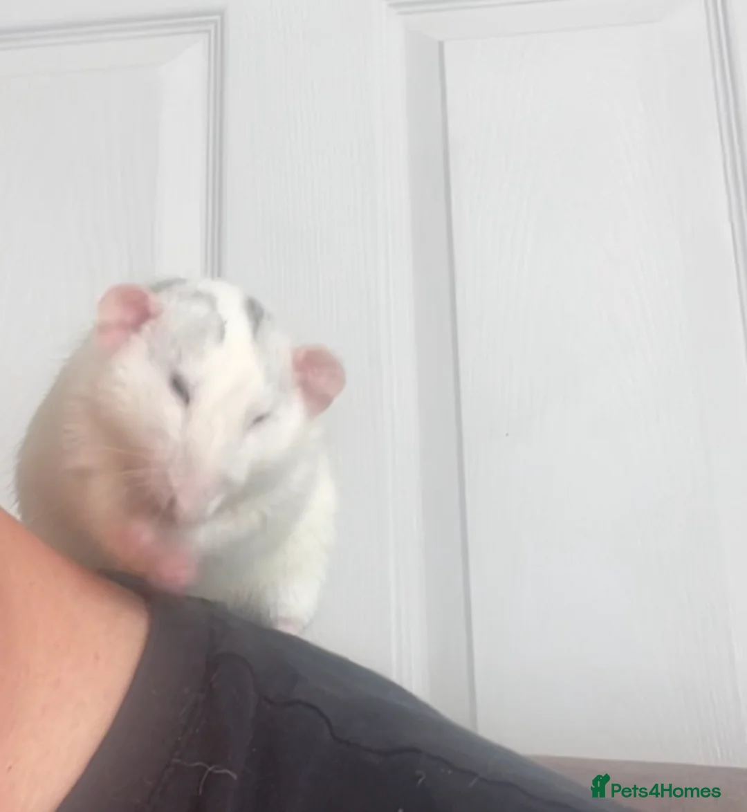 Rat rodents for sale: Baby dumbo rats born today ready in 8 weeks  in Durham - Advert 3