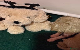 Australian Labradoodle dogs for sale: 5* health tested Australian labradoodles - Image 4