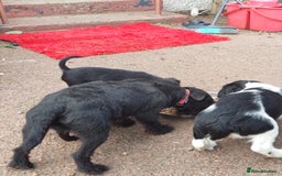 Patterdale Terrier dogs for sale: Well socialised Patterdales For Sale,ready now. - Image 32