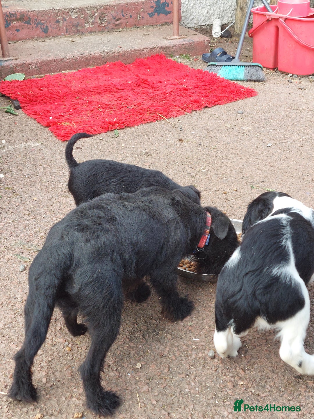 Patterdale Terrier dogs for sale: Well socialised Patterdales For Sale,ready now. - Image 32