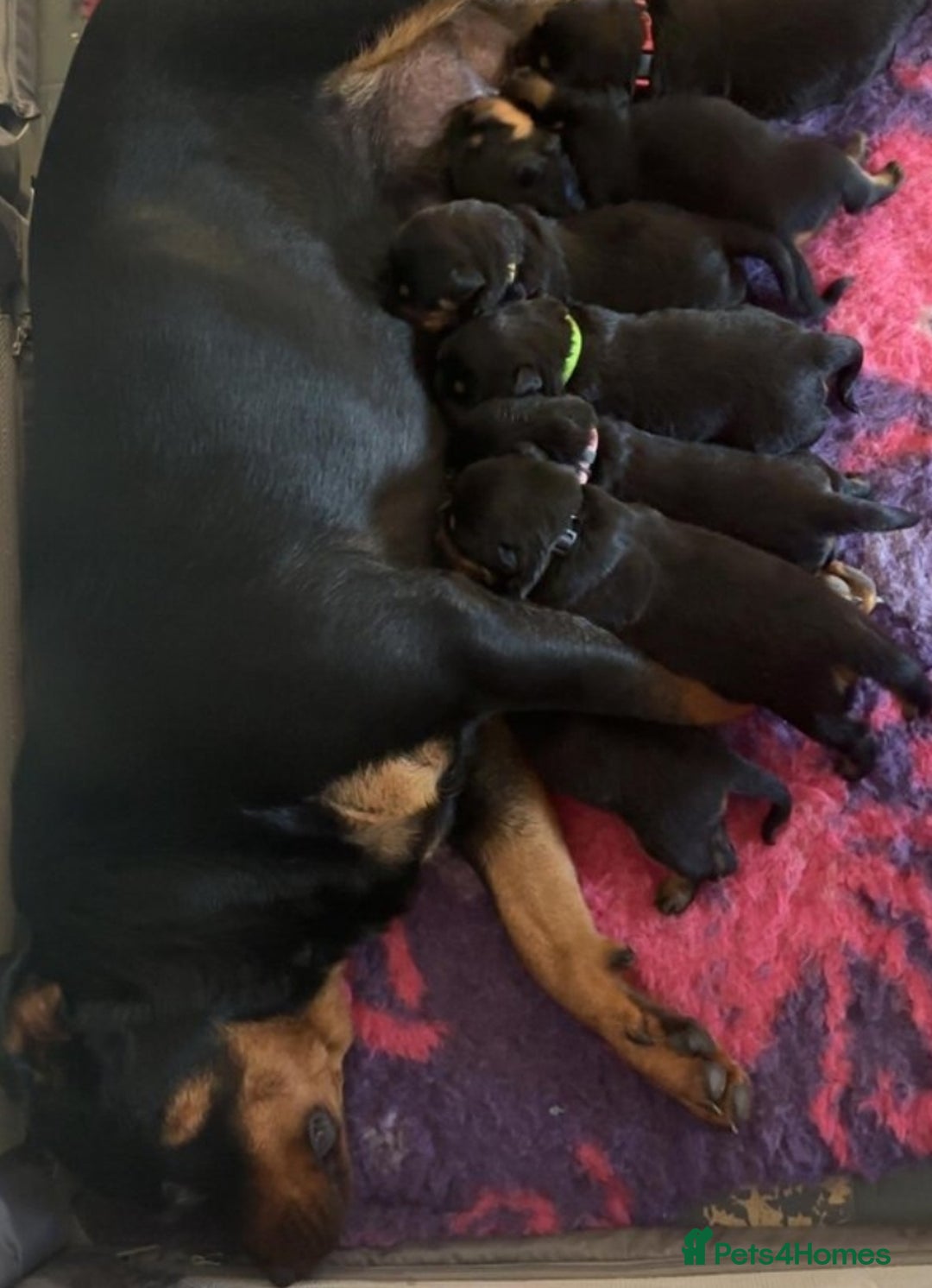 Rottweiler dogs for sale: Rottweiler bicth  - Image 7