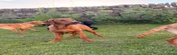 Labrador Retriever dogs for sale: Ready now Labrador puppies  - Advert 4