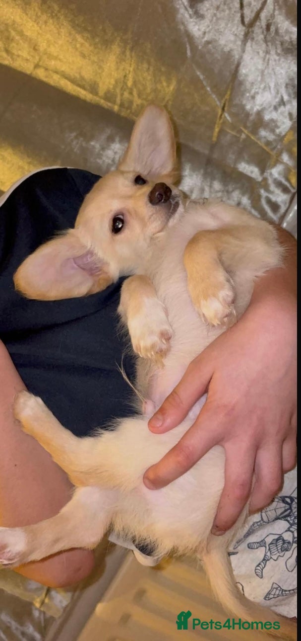 Chiweenie dogs 💔Dacshund X Puppy for Sale-Very Reluctant Sale 💔 - Advert 2