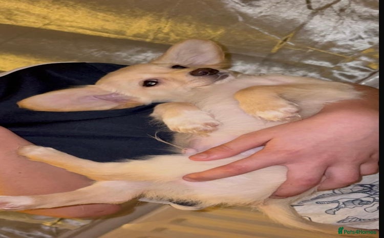 Chiweenie dogs - Advert 2