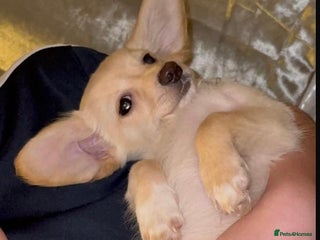 Chiweenie dogs 💔Dacshund X Puppy for Sale-Very Reluctant Sale 💔 - Advert 2