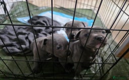 Staffordshire Bull Terrier dogs for sale: Beautiful Blue Staffs KC Registered - Image 12