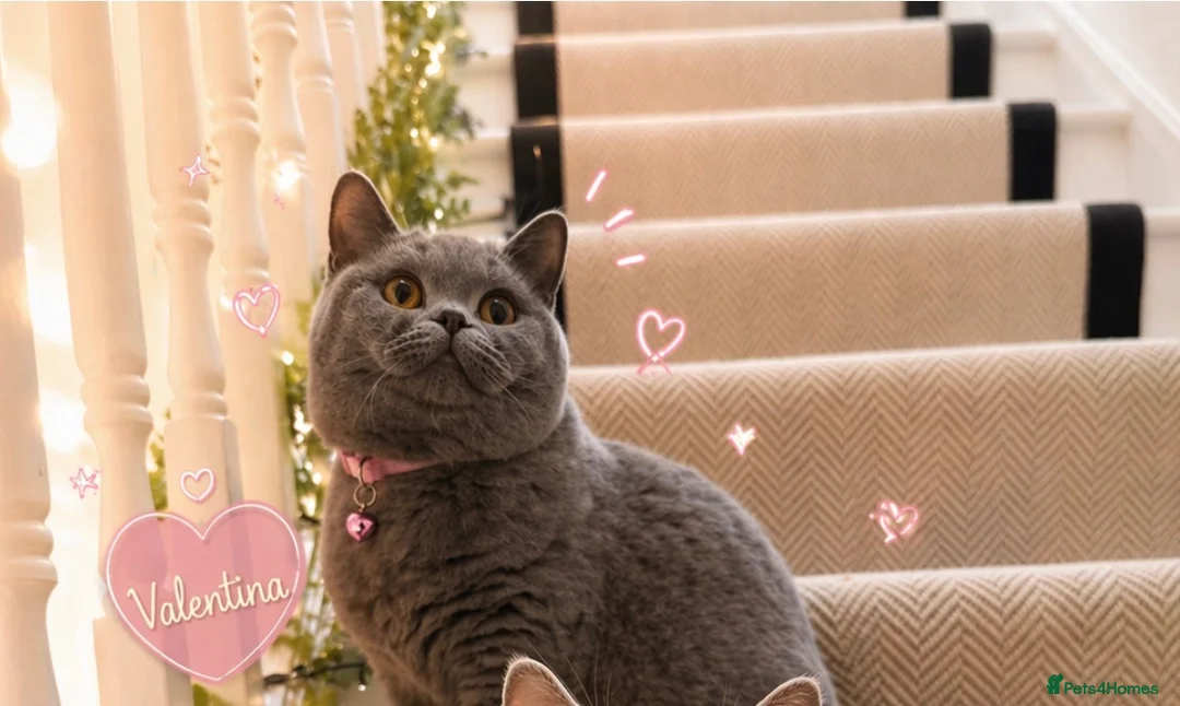 British Shorthair cats for sale: STUNNING BSH KITTENS - Advert 1
