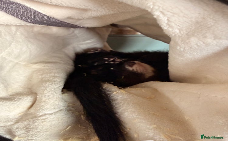 Ferret rodents - Advert 1