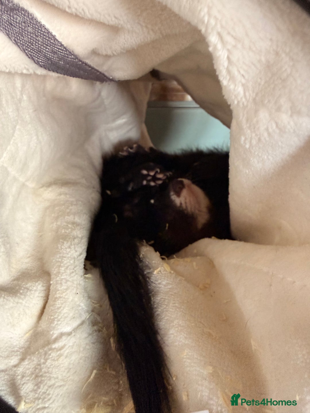 Ferret rodents for sale: 2 lovely ferrets male and female  - Image 1