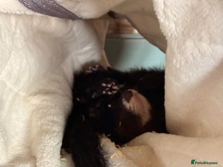Ferret rodents - Advert 5