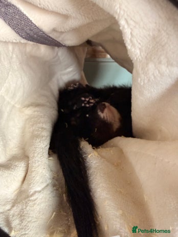 Ferret rodents - Advert 4