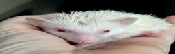 Pygmy Hedgehog rodents for sale: Girl Boy Ethically Bred African Pygmy Hedgehog - Advert 6