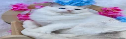 Ragdoll cats for sale: ⭐️AWARD WINNING GCCF CATTERY RAGDOLL KITTENS⭐️ - Advert 10
