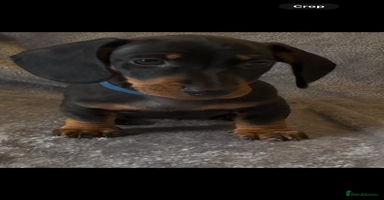 Miniature Dachshund dogs - Advert 1