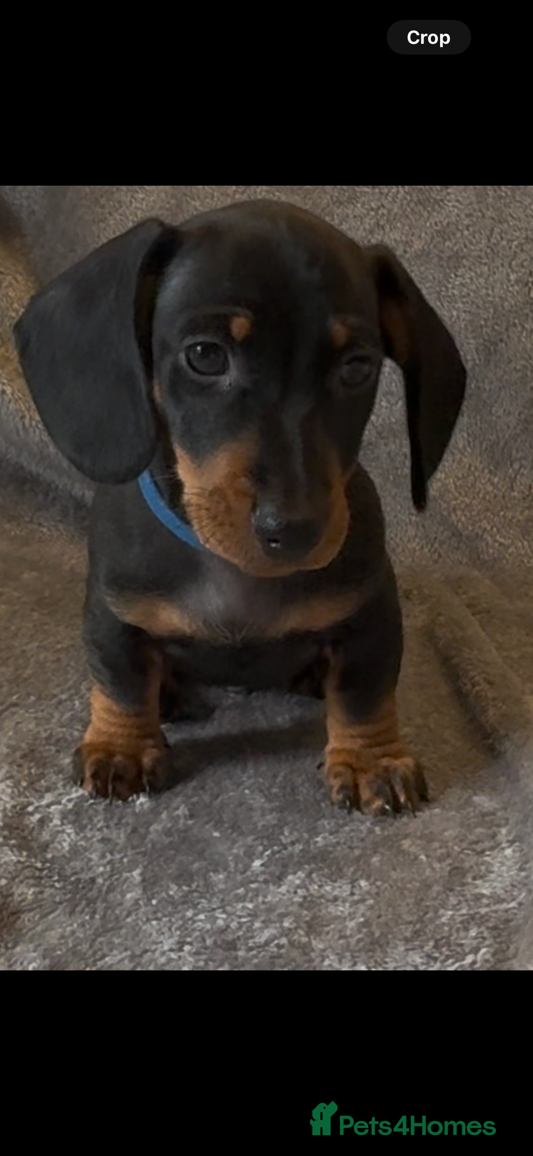 Miniature Dachshund dogs for sale: Mini dachshund puppys - Image 3