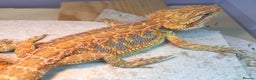 Bearded Dragon reptiles for sale: Hi Yellow/Orange & Blue bearded dragons - Advert 2