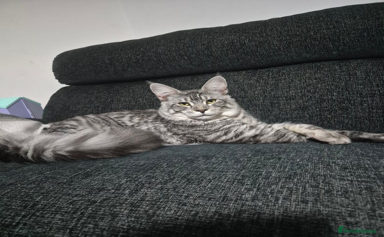 Maine Coon cats in London - Advert 7