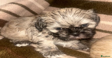 Shih Tzu dogs - Advert 1