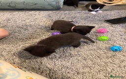 British Shorthair cats for sale: Stunning British Shorthair X Kittens  - Image 20