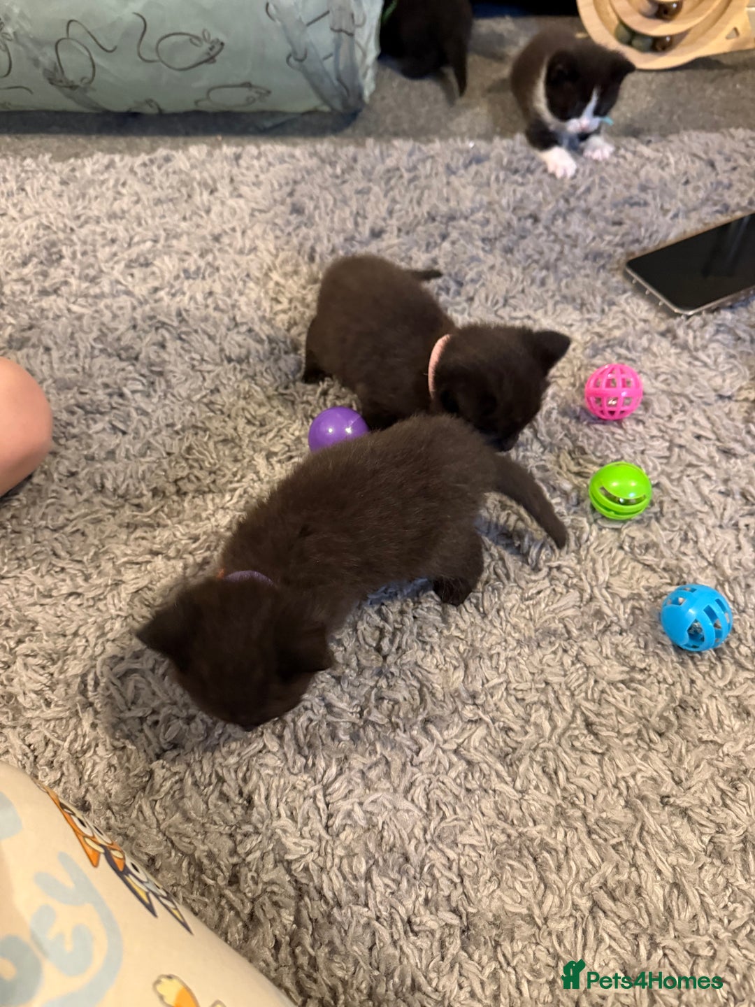 British Shorthair cats for sale: Stunning British Shorthair X Kittens  - Image 20