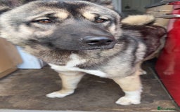 Huskita dogs for sale: Beautiful Huskita  - Image 3
