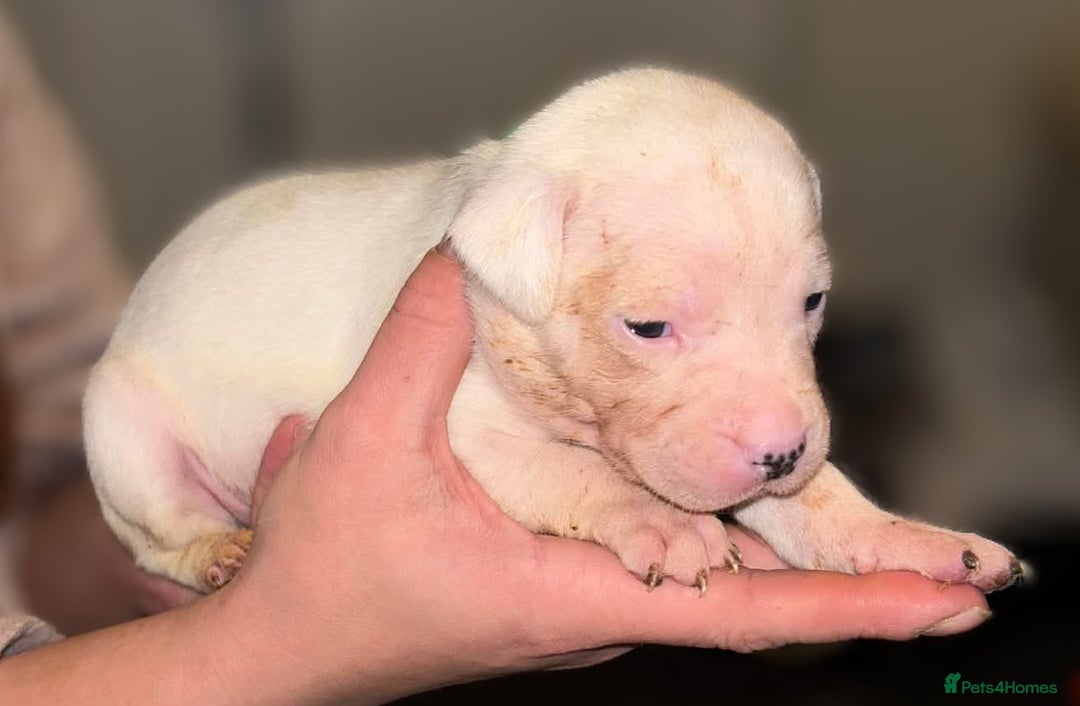 Mixed Breed dogs for sale: Bull cross staffy pups  - Advert 5