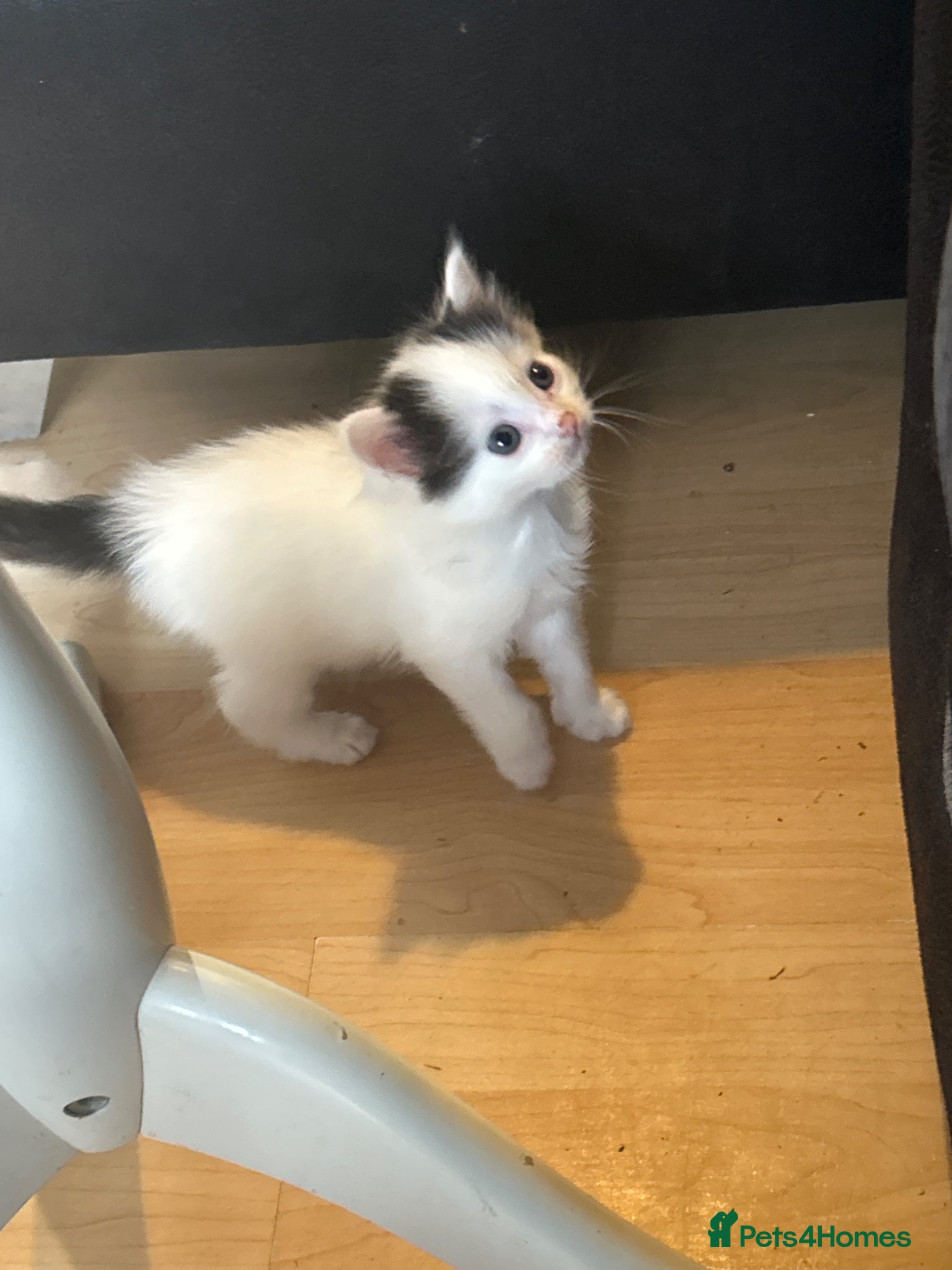 Mixed Breed cats Black and white kitten - Advert 8