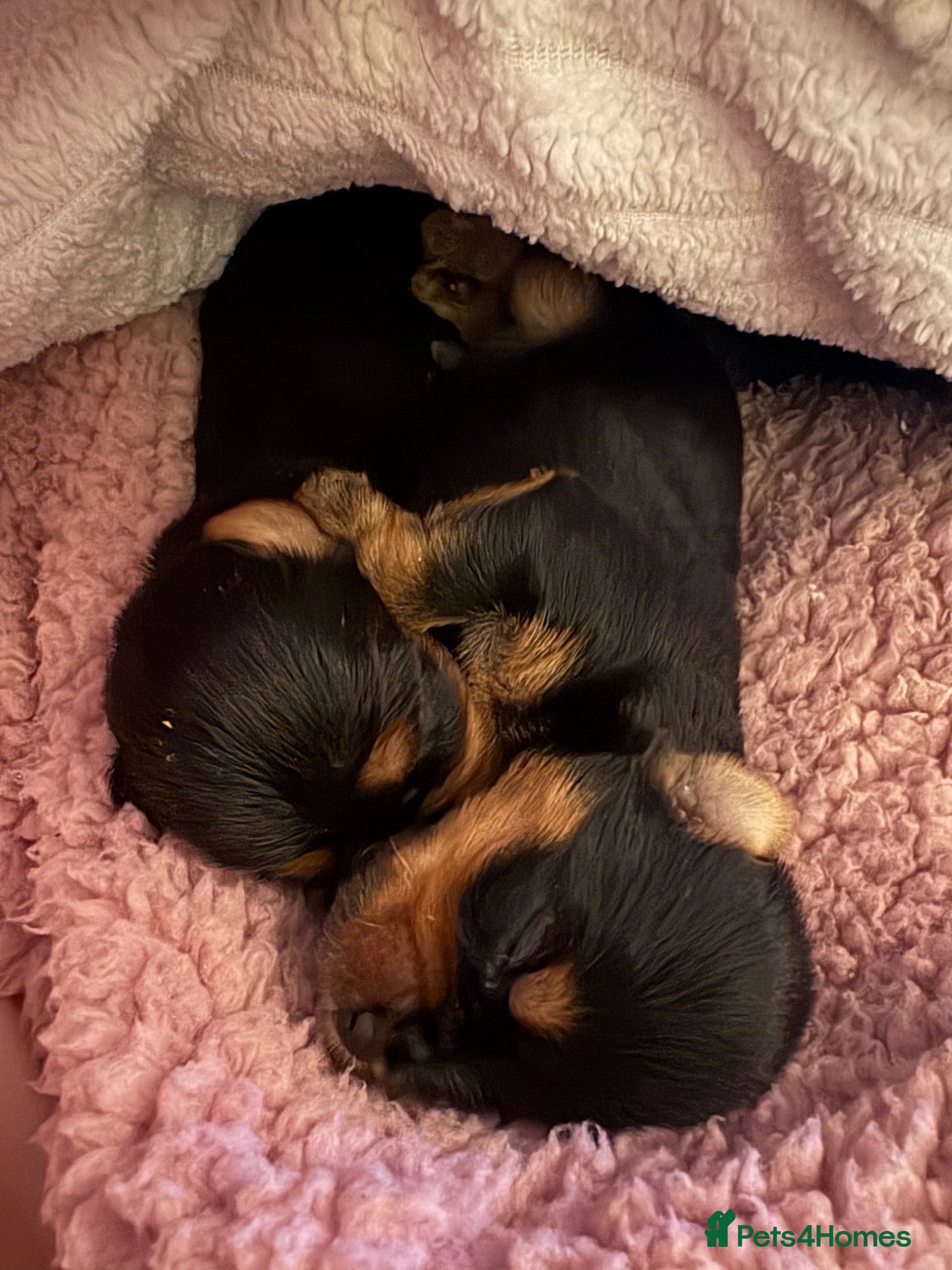 Yorkshire Terrier dogs Yorkshire terrier puppies - Advert 2