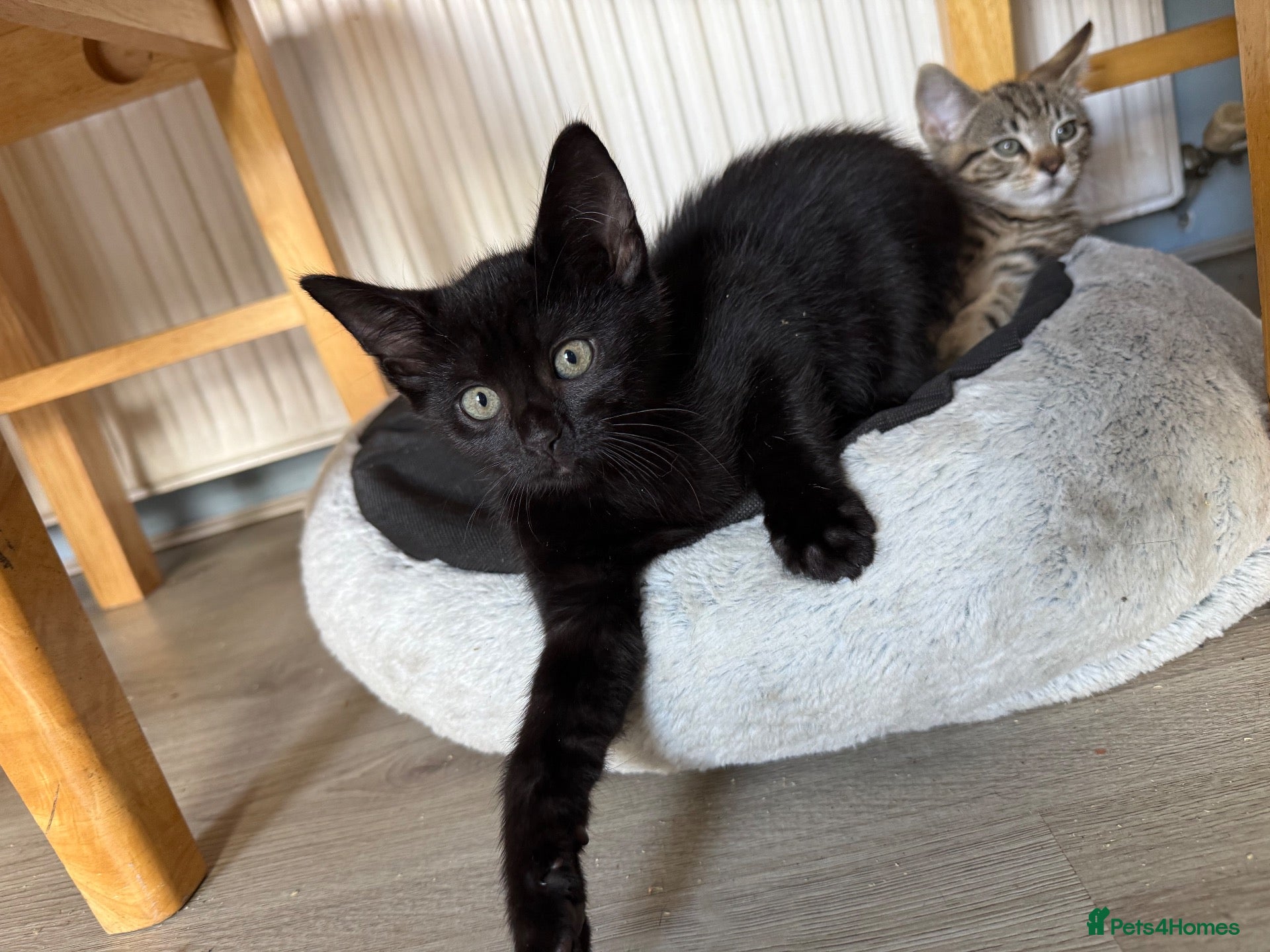 Mixed Breed cats 5 beautiful kittens males  - Advert 1