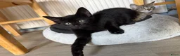 Mixed Breed cats for sale: 5 beautiful kittens males  - Advert 7