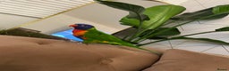 Lorikeets birds for sale: Silly tame lorikeet for sell - Advert 1