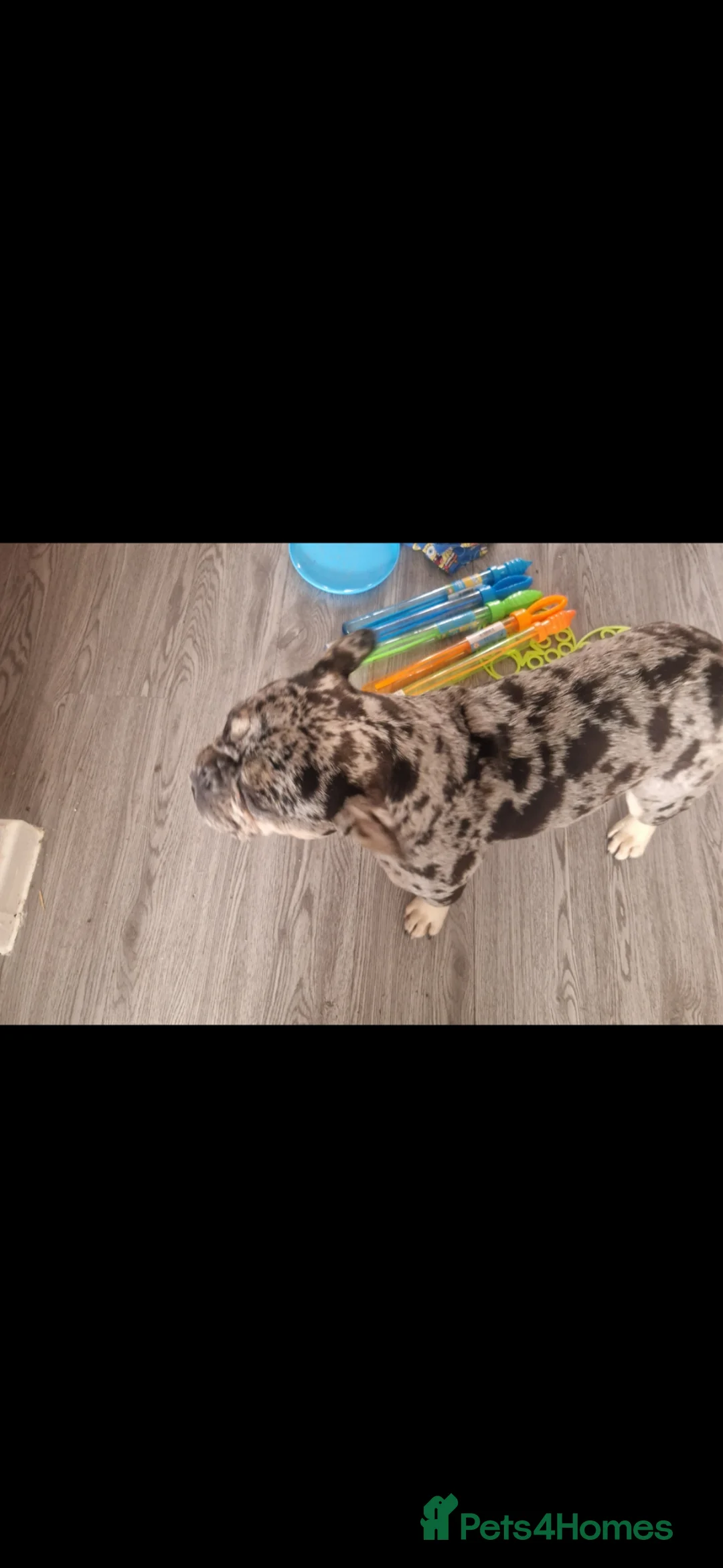 French Bulldog dogs for sale:  Lilac Merle French bulldog  in Chorley - Advert 5