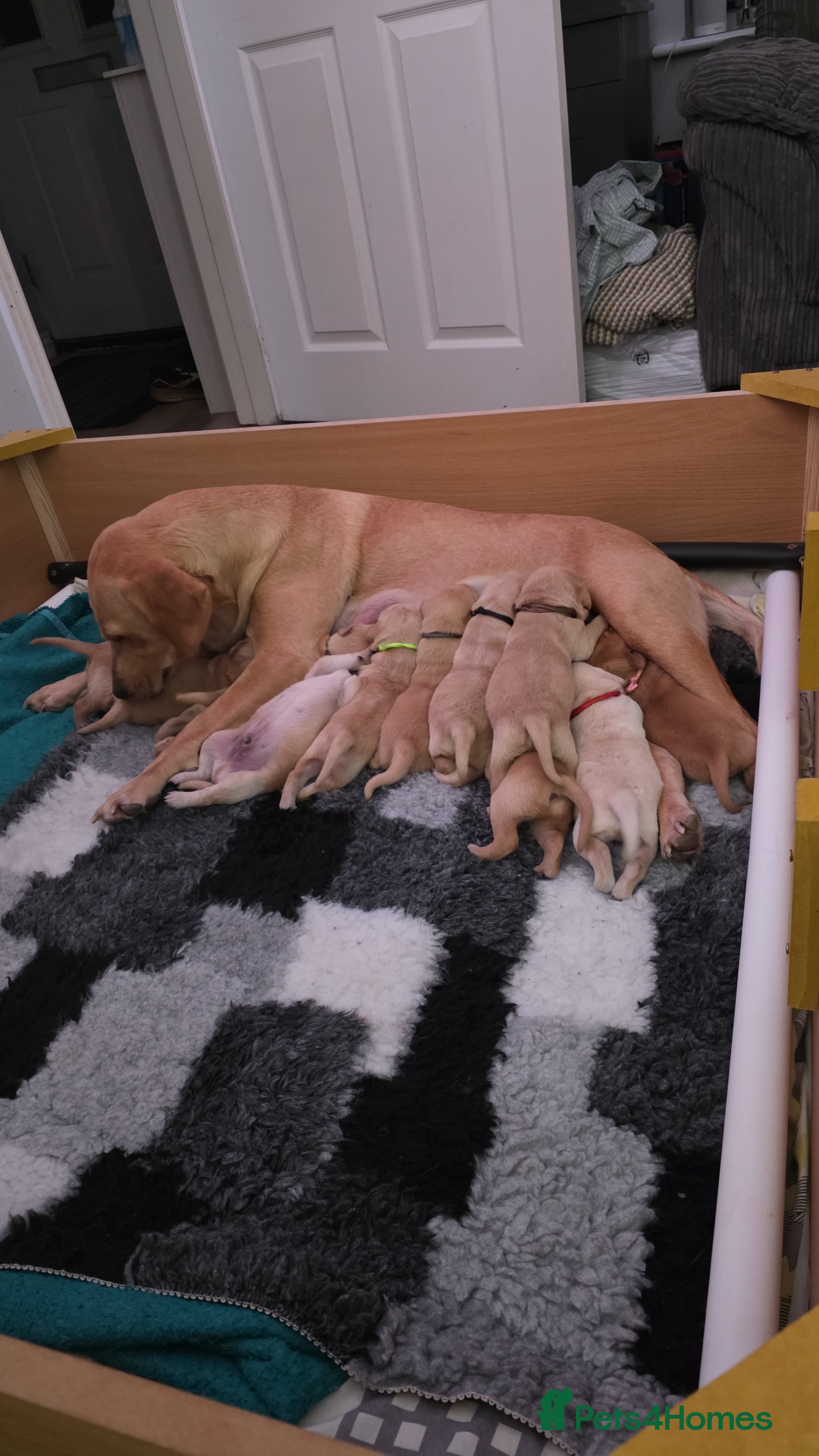 Labrador Retriever dogs Gorgeous Labrador puppies - Advert 9