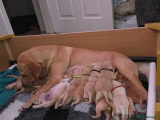 Labrador Retriever dogs Gorgeous Labrador puppies - Advert 11