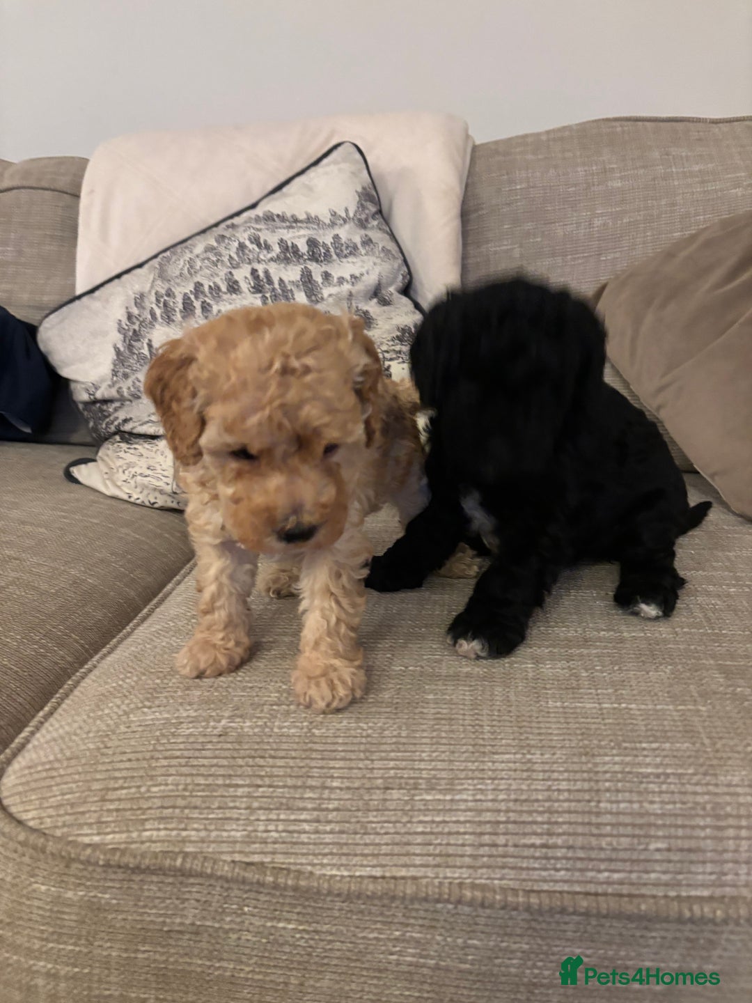 Sproodle dogs for sale: Gorgeous Sproodle F1b puppies - Advert 7