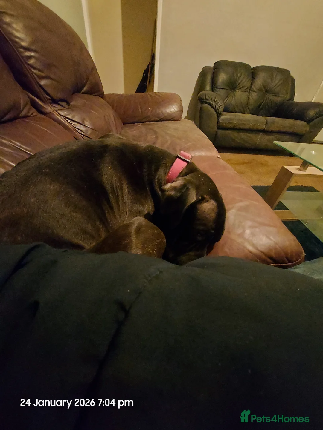 Mixed Breed dogs for sale: Labrador/staffy in Barrow-in-Furness - Advert 2