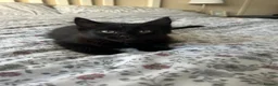 Mixed Breed cats for sale: 2 beautiful black kittens - Advert 2