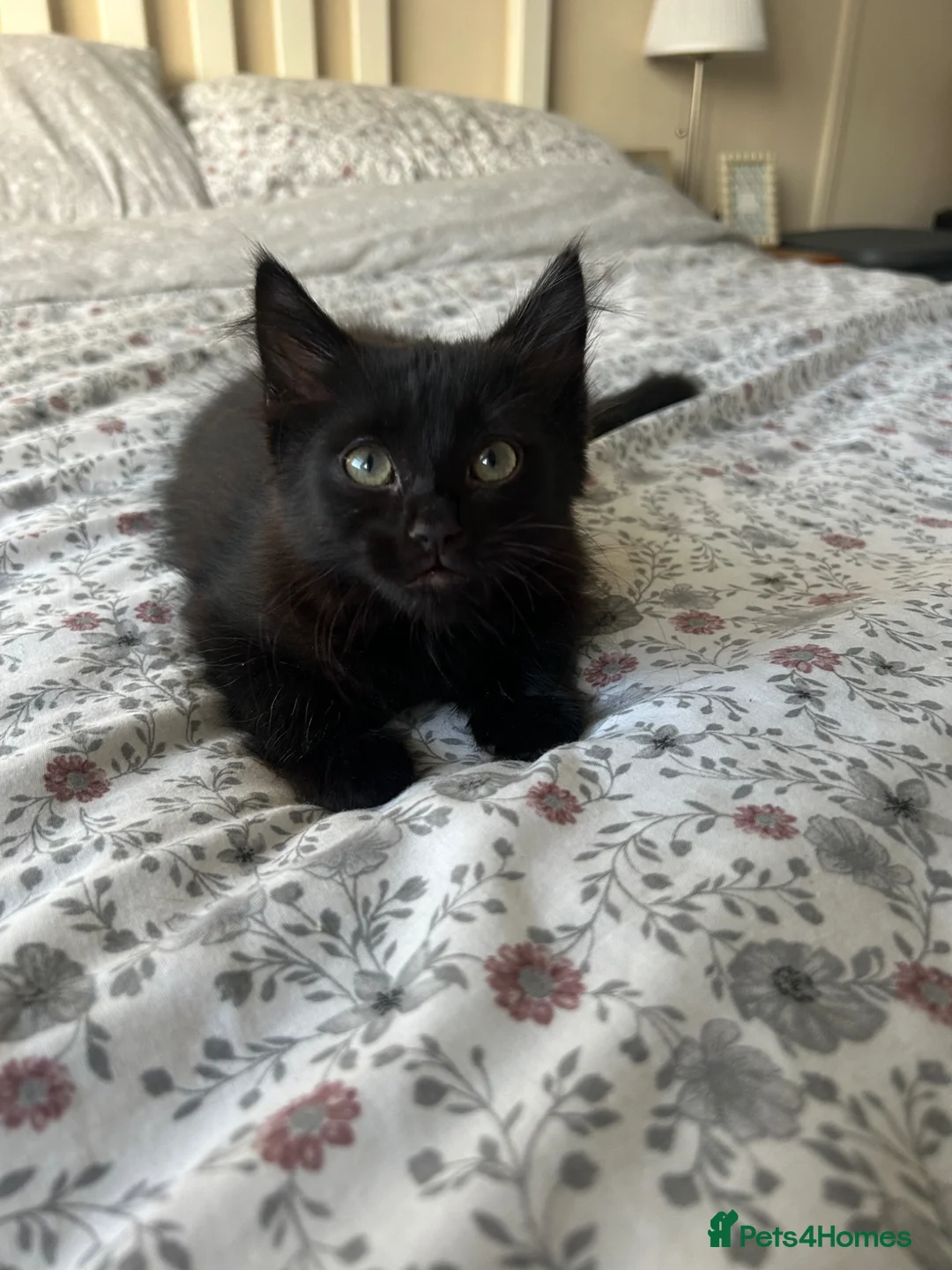 Mixed Breed cats for sale: 2 beautiful black kittens - Advert 2