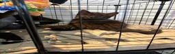 Mixed Breed cats for sale: British shorthair x kittens  - Advert 2