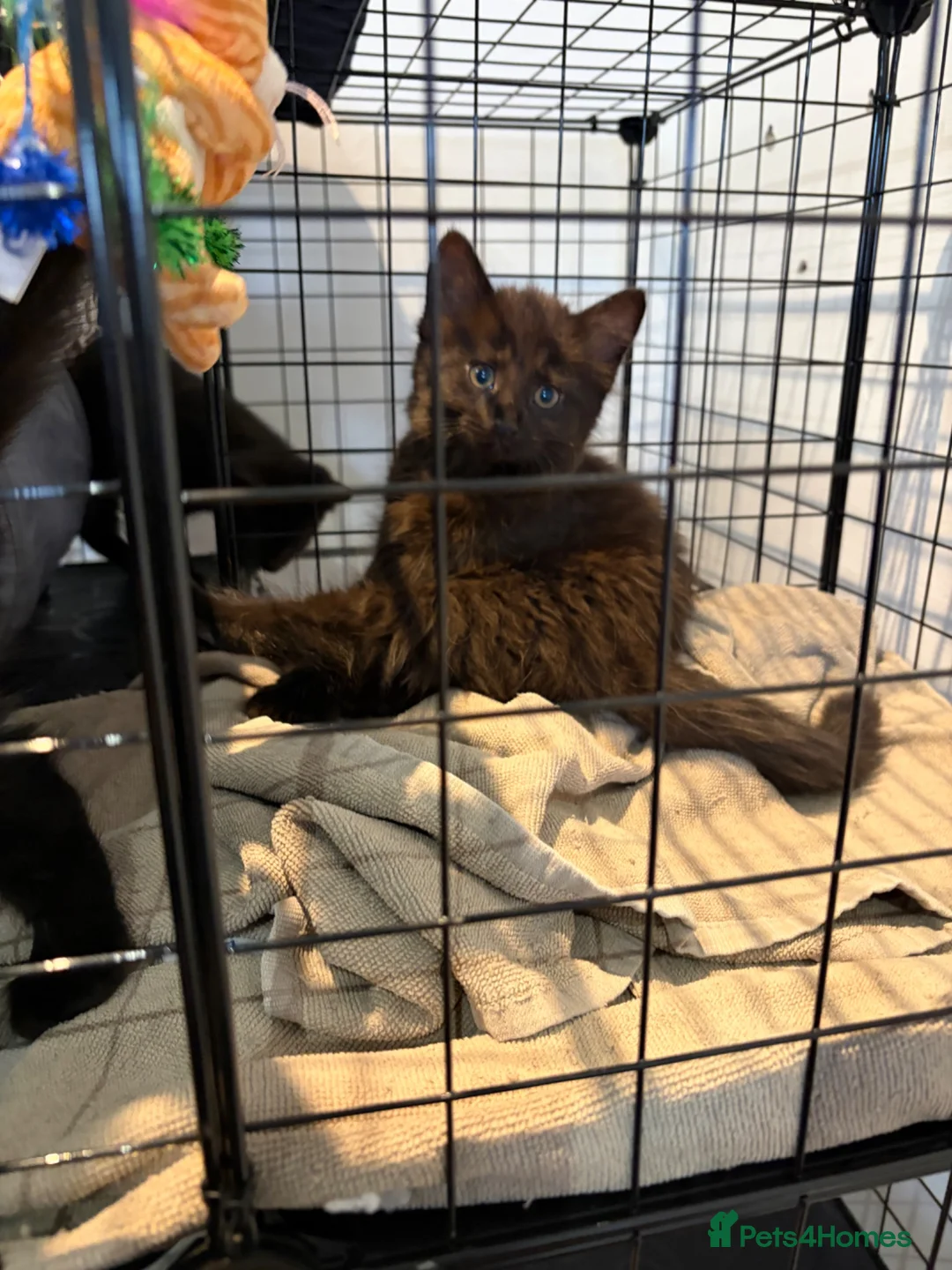 Mixed Breed cats for sale: British shorthair x kittens  - Advert 2