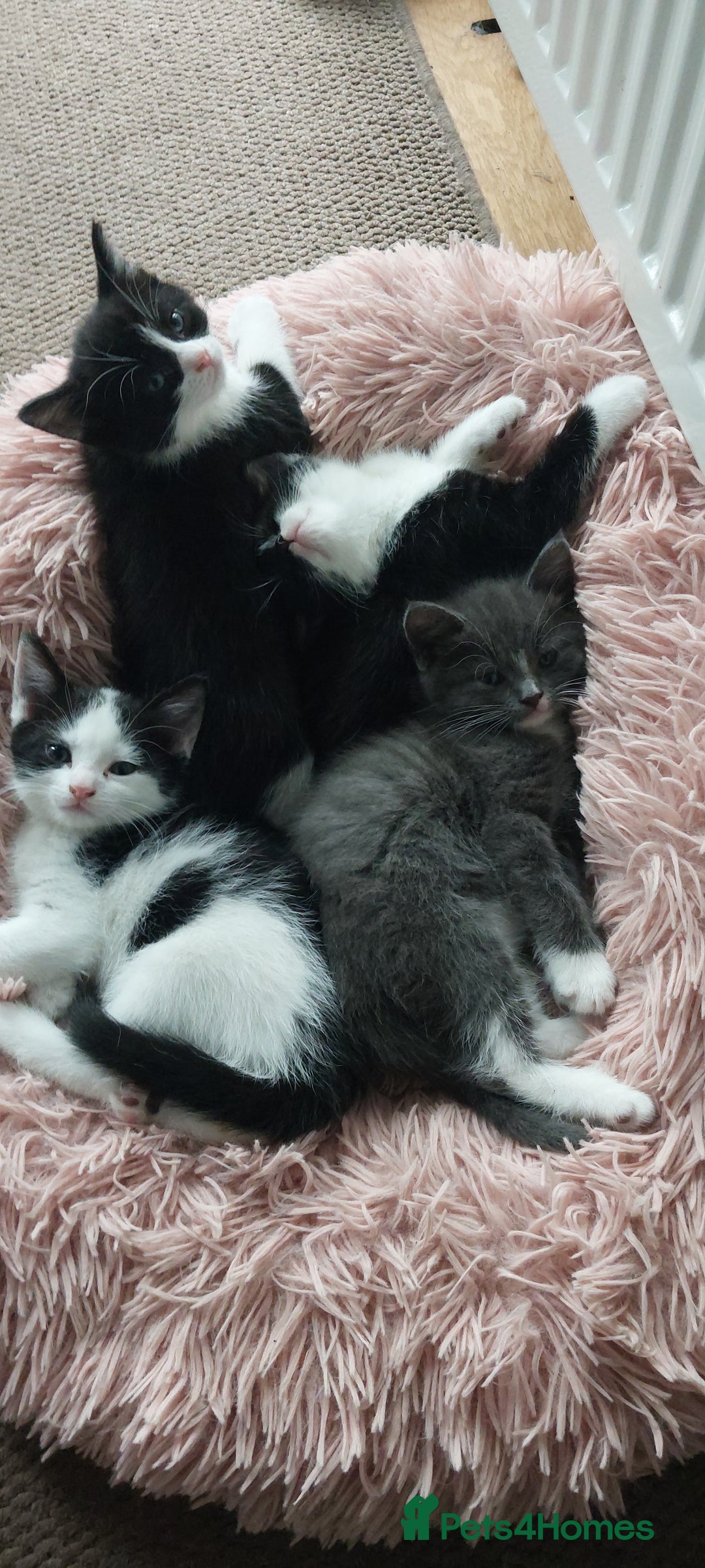 British Shorthair cats for sale: Kittens for sale.  - Image 3