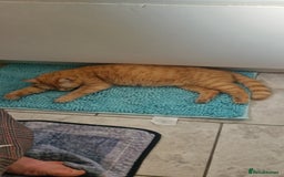 Mixed Breed cats for sale: 4 little kittens(3 ginger boys+1 mixed colour girl - Image 7