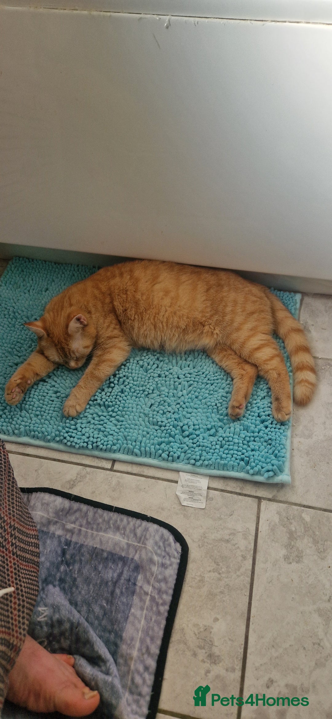 Mixed Breed cats for sale: 4 little kittens(3 ginger boys+1 mixed colour girl - Image 7