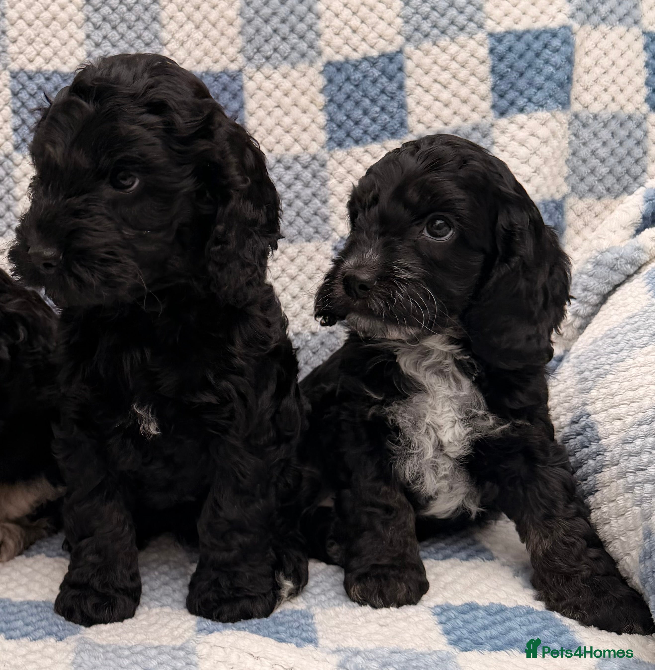 Cockapoo dogs F1 Cockapoo Puppies - Advert 5