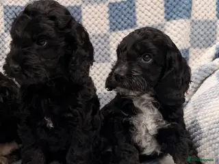 Cockapoo dogs F1 Cockapoo Puppies - Advert 5