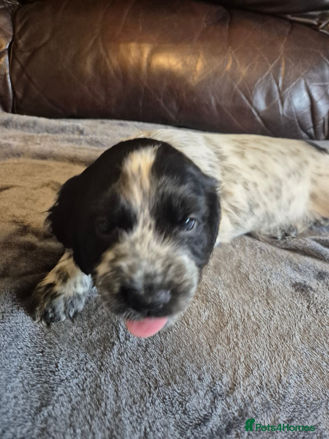 Cocker Spaniel dogs for sale: Cocker spaniel pups ready now!!  - Image 7